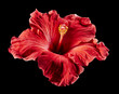 Hibiskus rot Blume schwarz2