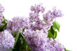 Lilac bouquet