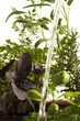 Erbe aromatiche