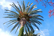 Palm Palm