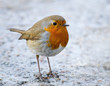 The European Robin (Erithacus rubecula)