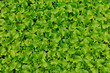Foto: Salat Setzling Salat Setzling