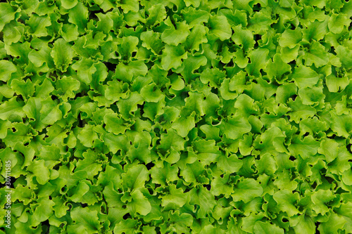 Foto: Salat Setzling Salat Setzling