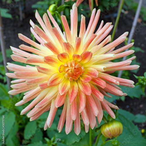 Photo: Dahlia Dahlia