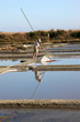 paludier dans les marais salants de guérande paludier dans les marais salants de guérande