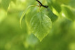 Birch leaf