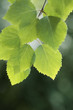 Birch