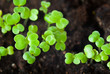 green clover green clover