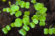 green clover green clover