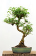 Bonsaï serissa foetida Bonsaï serissa foetida