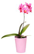 Phalaenopsis orchid isolated on white Phalaenopsis orchid isolated on white