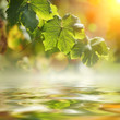 Grape leaves over water background, closeup. Grape leaves over water background, closeup.