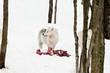 wolf with prey
