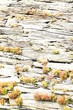 Old wood bark and grass background Old wood bark and grass background