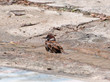 The Sparrow swimming pool