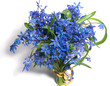 Bouquet of blue snowdrops