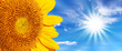 Tournesol soleil et ciel bleu