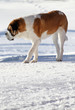 bernard dog in alps on snow bernard dog in alps on snow