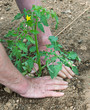 Photo: setting out tomato plant 2 setting out tomato plant 2