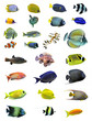 groupe de poissons coralliens