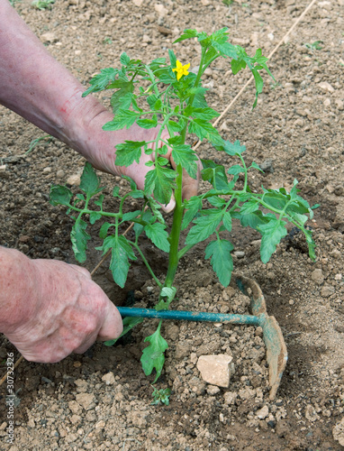 Photo: setting out tomato plant 1 setting out tomato plant 1