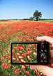 Camera in poppy field