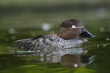 Common Goldeneye , Bucephala clangula  - female