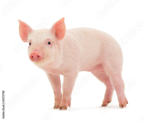 Photo: Pig Pig