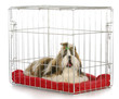 dog in a crate