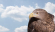 Portrait Seeadler (Haliaeetus albicilla) mit Textfreiraum 02