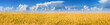 Wheat field and blue sky with clouds Wheat field and blue sky with clouds