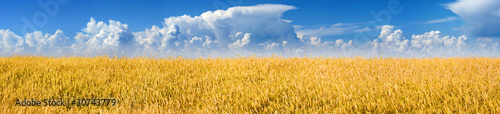 Photo: Wheat field and blue sky with clouds Wheat field and blue sky with clouds