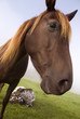 horse