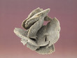 Rosa del Desierto