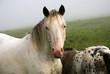 horses