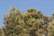 Ramas de pino, pinus