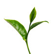 Green tea leaf isolated on white background.