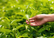 Young woman hand holding tea leaf