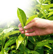 Hand holding tea leaf