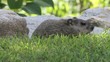 Groundhog eating grass Groundhog eating grass