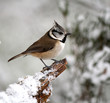 Crested Tit