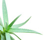 aloe leaves