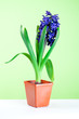 hyacinth blossom in pot hyacinth blossom in pot