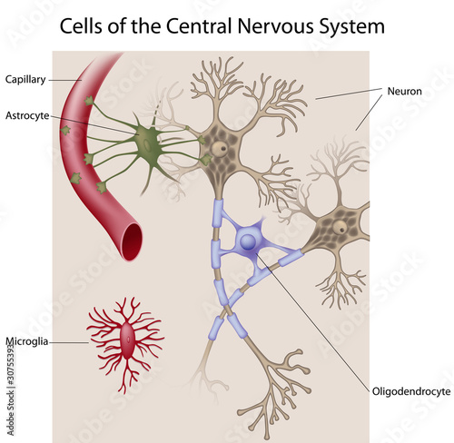 Vektor: Cells of the Central Nervous System, eps8 Cells of the Central Nervous System, eps8