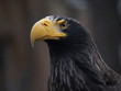 Head of the largest european eagle