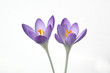 Krokus, Crocus tommasinianus