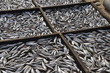 Foto: Fischfang Fischfang