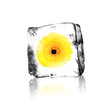Gerbera
