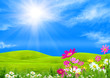 Summer flowers on a green glade under the blue sky Summer flowers on a green glade under the blue sky