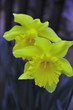Jonquilles